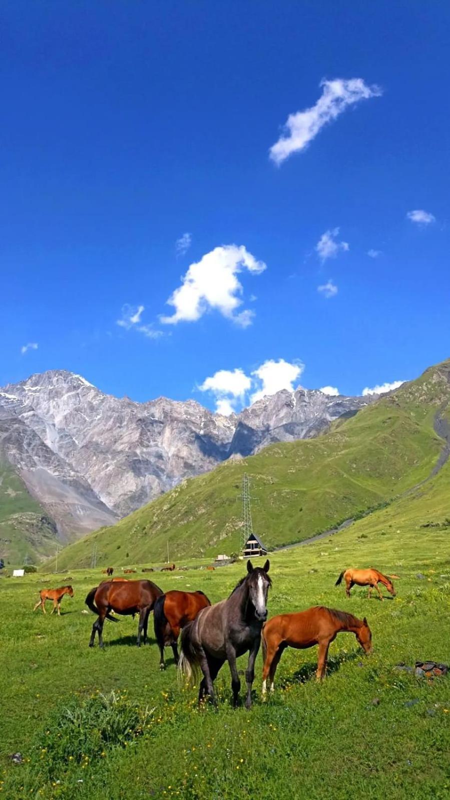 Mountain Flower Cottage Kazbegi Bagian luar foto